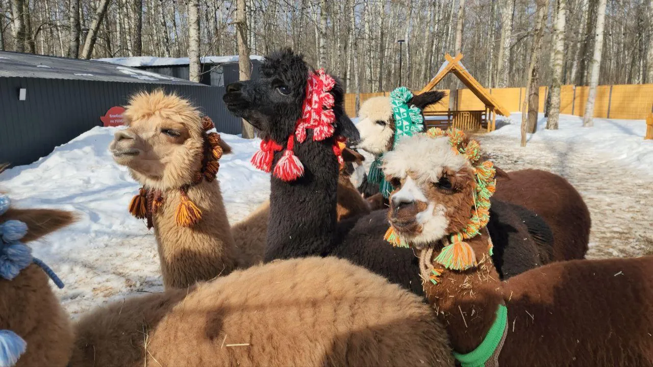 МедиаБанк Подмосковья/Эдуард Стратонов