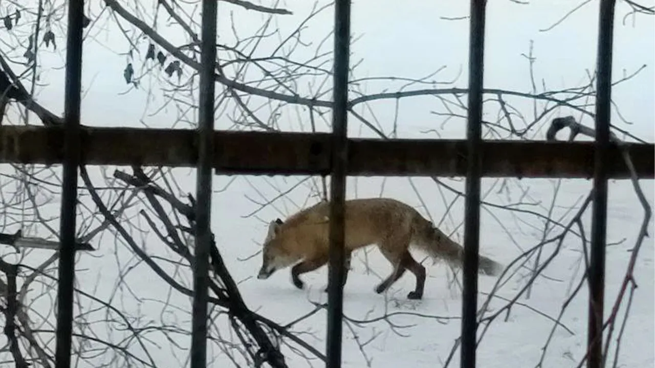 t.me/viktorpetruchenko_chat