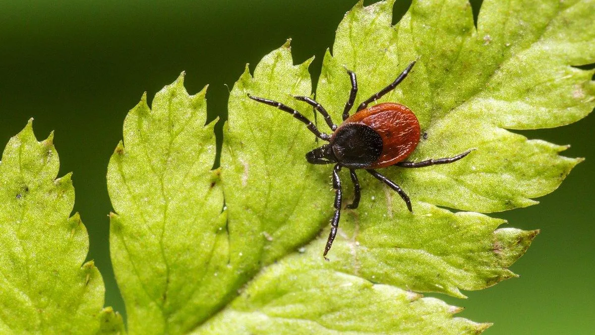 Фото из ТГ-канала HIVMO