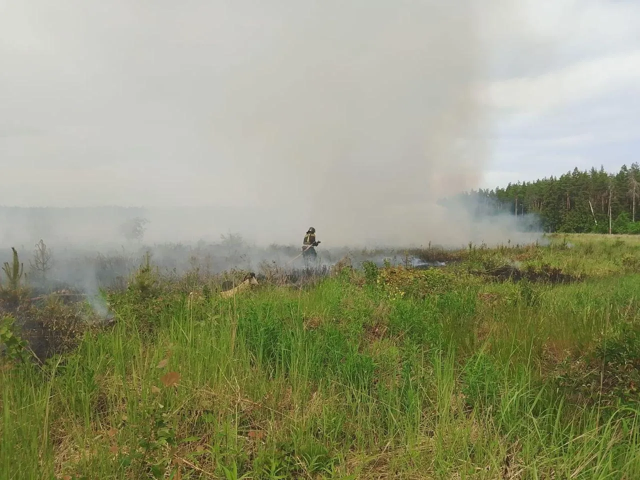Фото: Комитет лесного хозяйства Московской области