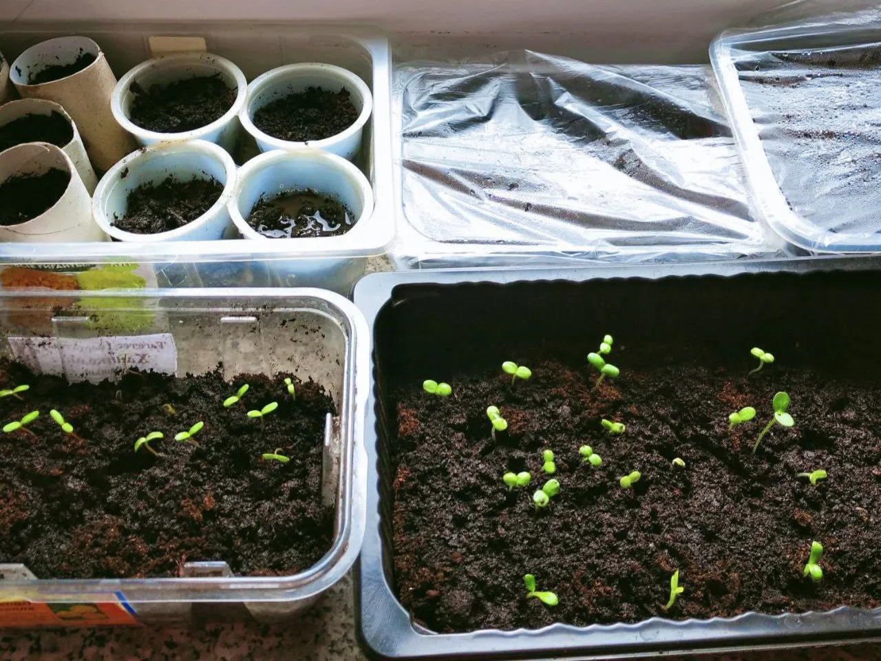 Фото: «Активное долголетие» г.о. Щелково