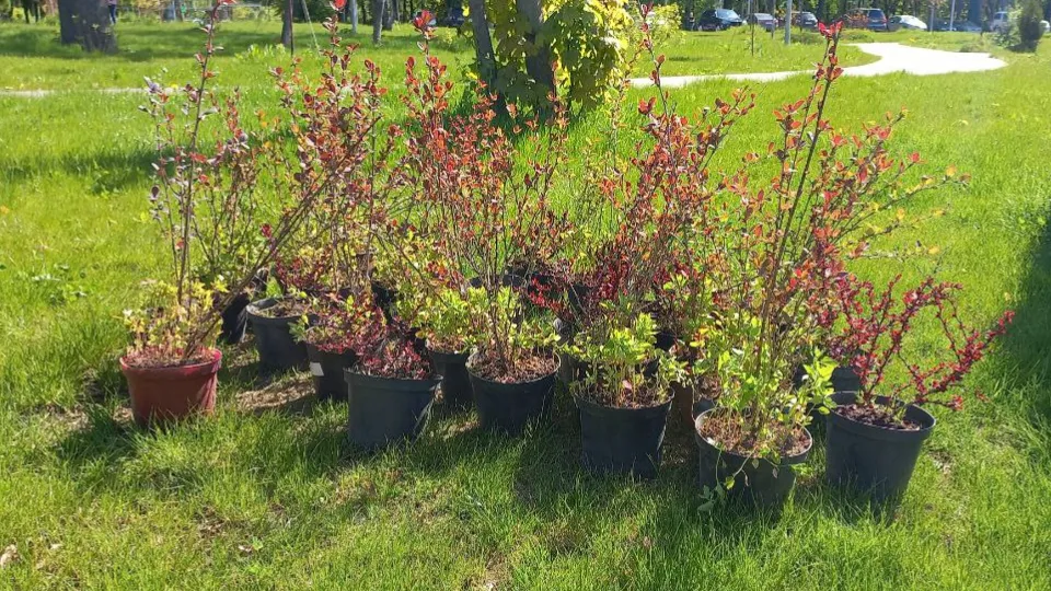 Парк «Восточный». Фото: REGIONS/Олег Книжник