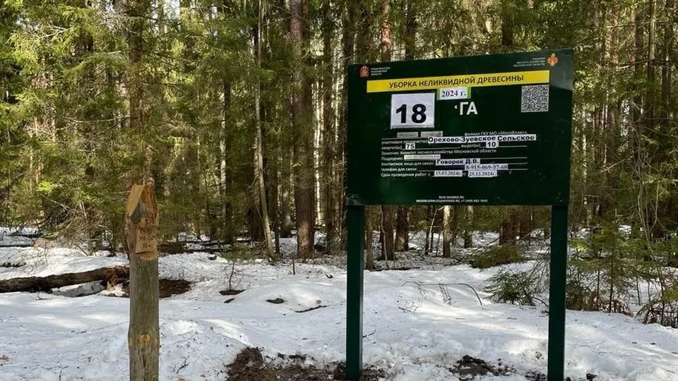 Фото: Комитет лесного хозяйства Московской области