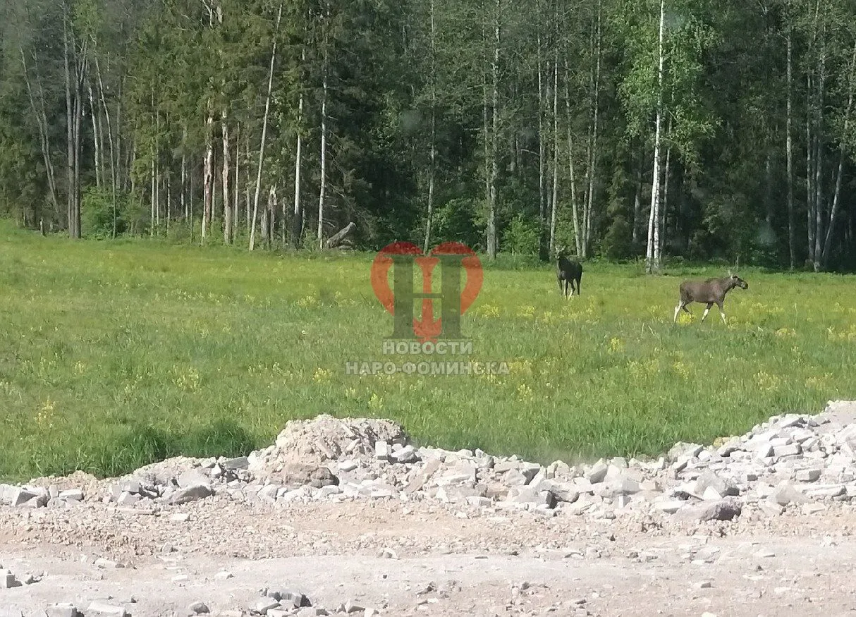 Фото: t.me/narofominsk