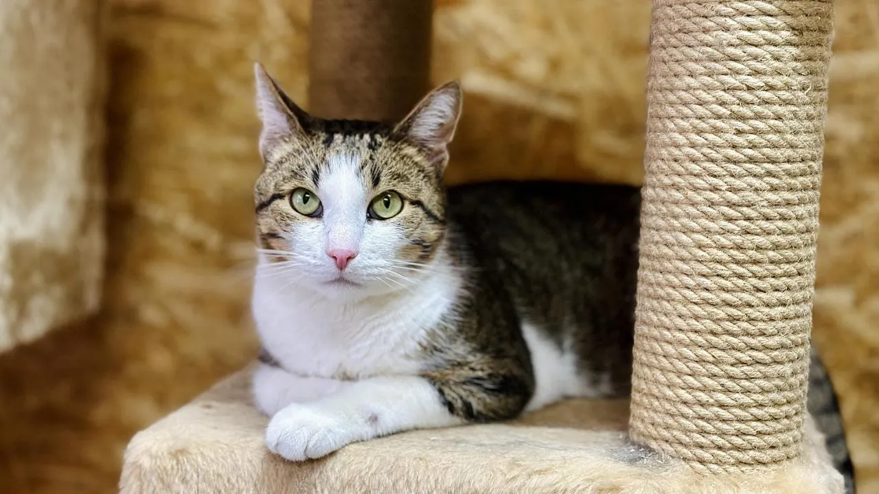 Кристина Тришина