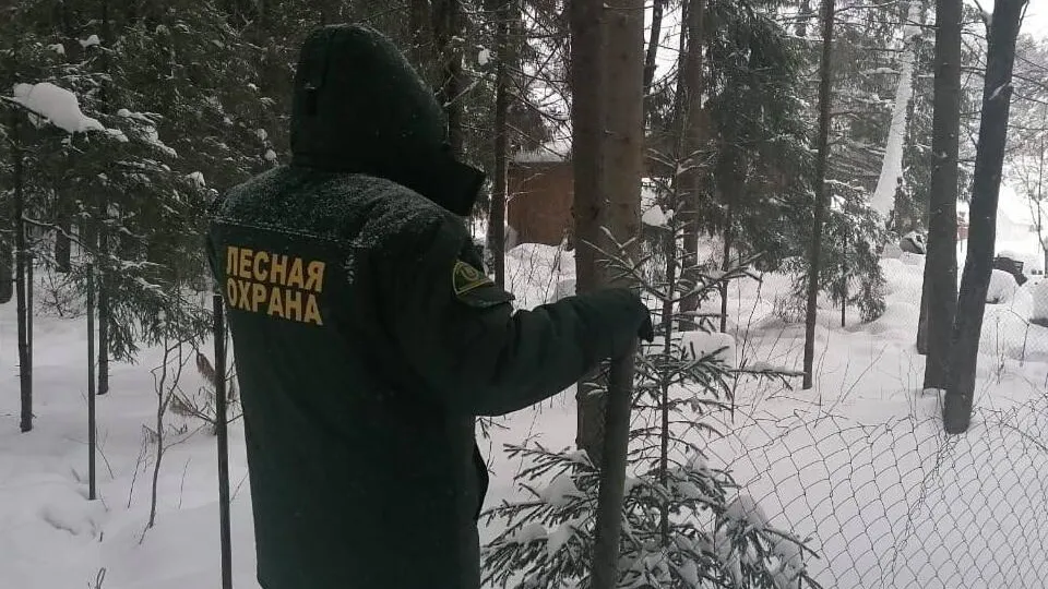 Фото: Комитет лесного хозяйства Московской области
