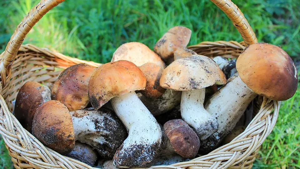 Фото: istockphoto.com