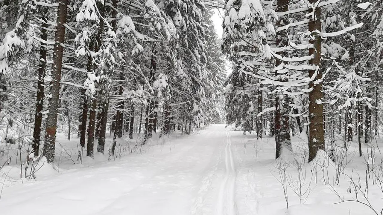 Комитет лесного хозяйства Московской области