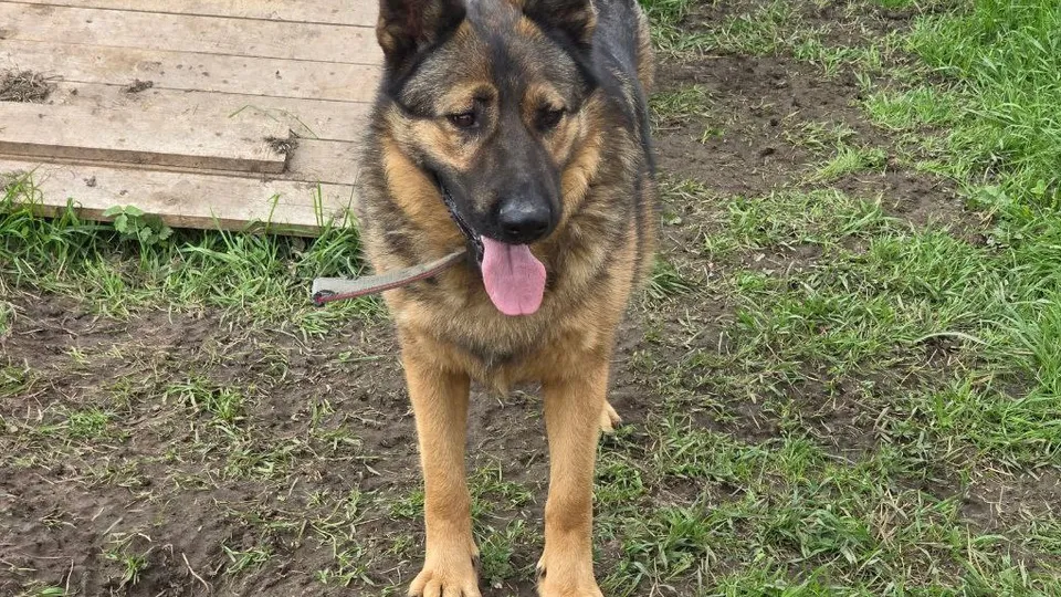 Фото: МедиаБанк Подмосковья/Яна Шаливская