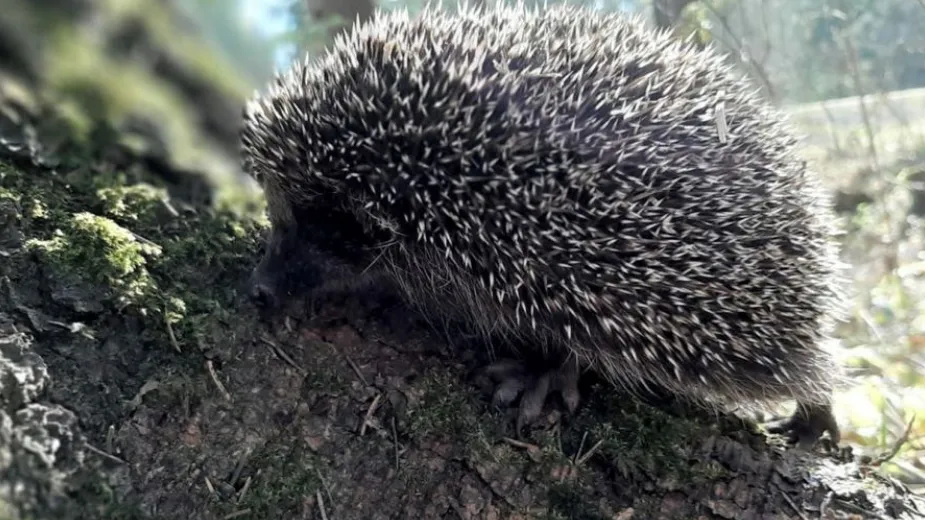 Фото: пресс-служба Комитета лесного хозяйства Московской области