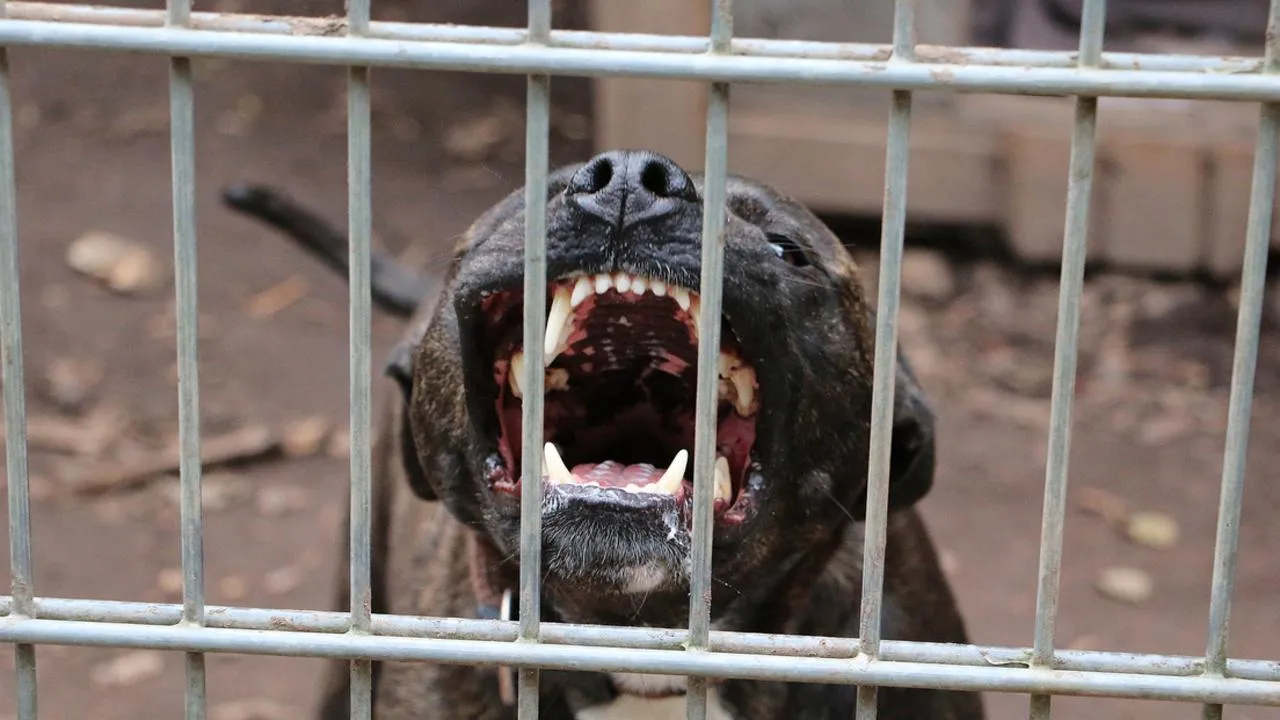 «Стрелял в меня»: в Раменском скандал из-за нападения собаки на ребенка принял неожиданный поворот