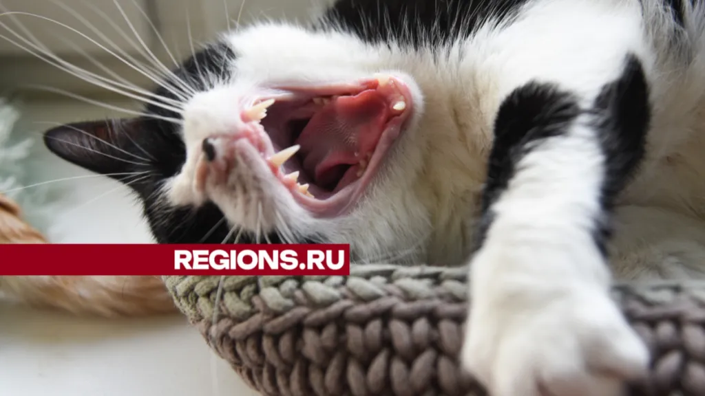 Фото: REGIONS/Дарья Соколова