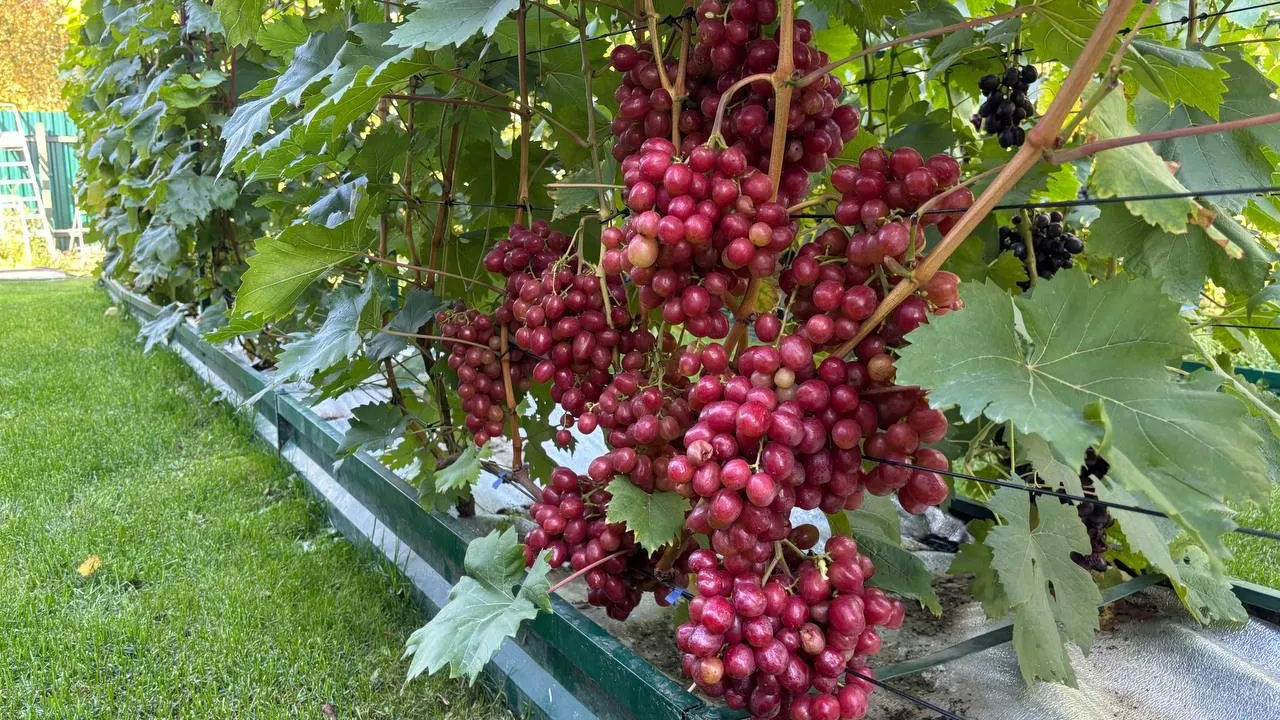 Фото: администрация г.о. Бронницы