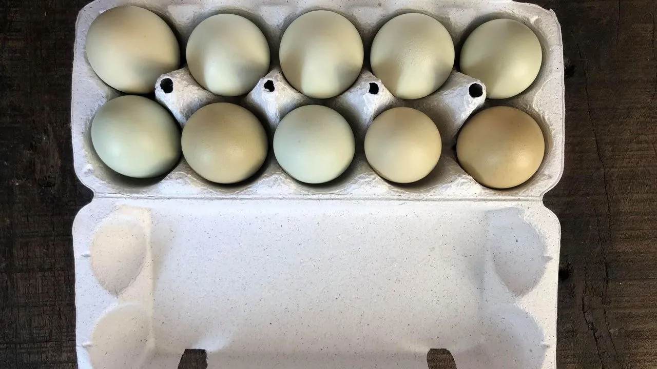 Фото: REGIONS/Наталья Фомина