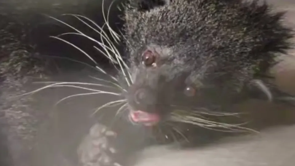 Фото: Центр воспроизводства редких видов животных