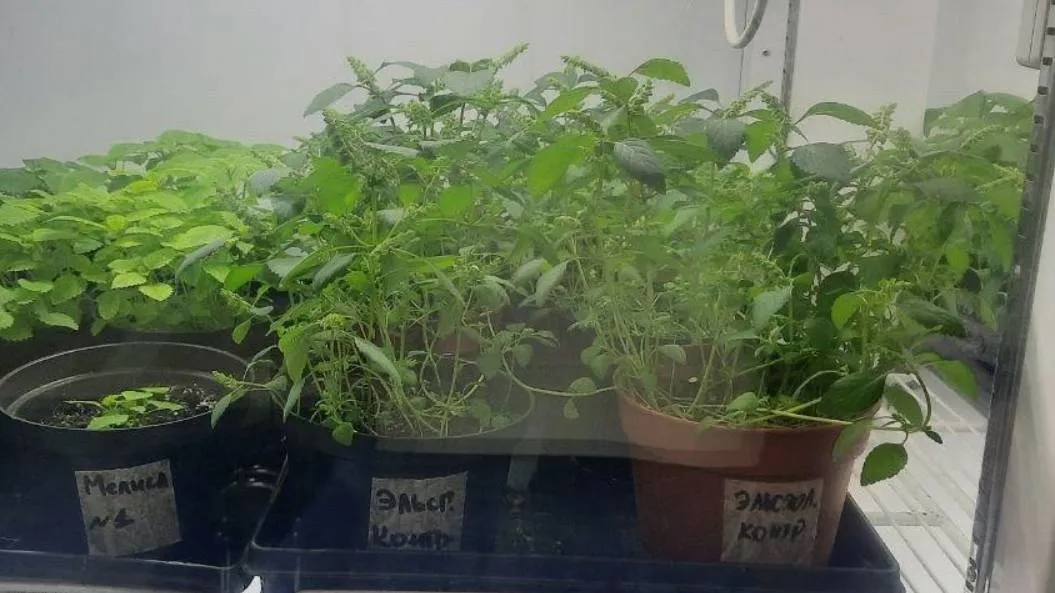 Фото: Министерство образования МО