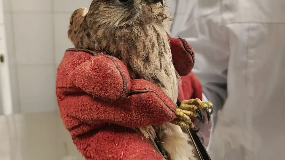 Фото: Министерство сельского хозяйства и продовольствия Московской области