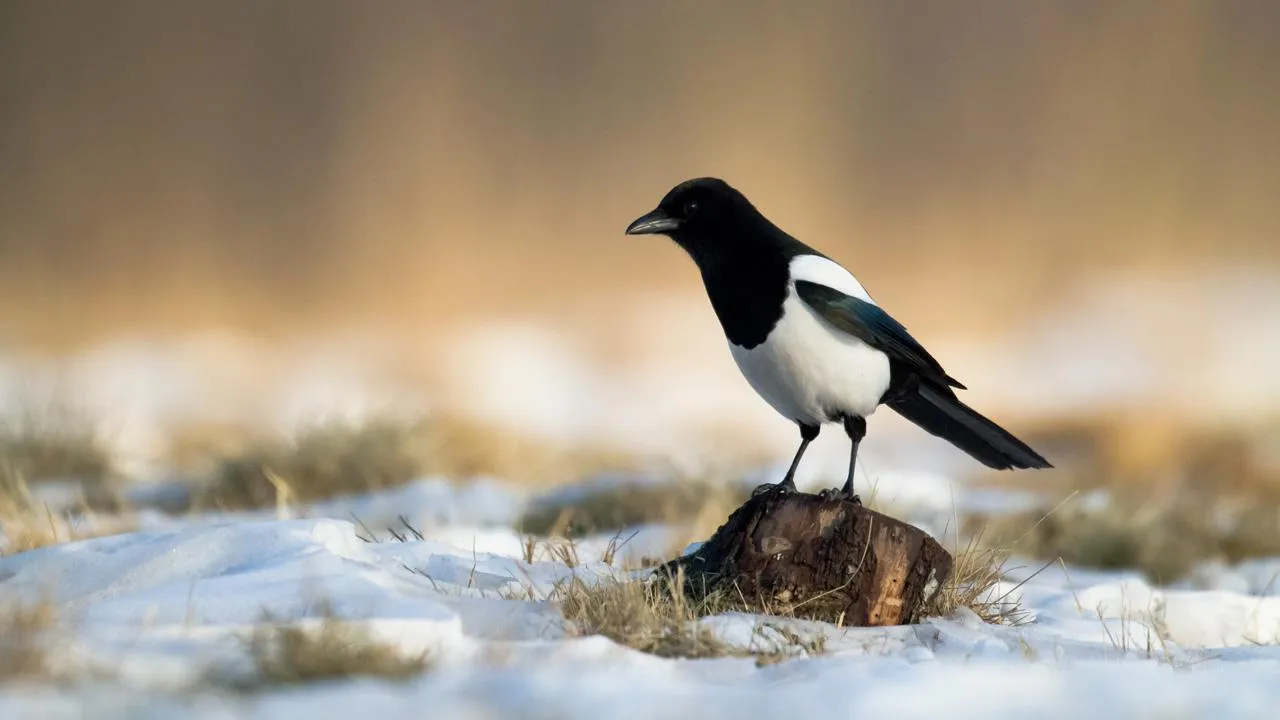istockphoto.com/nieudacza