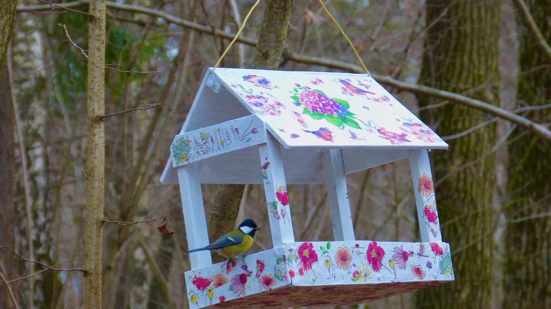 Фото: Фрязинский лесопарк