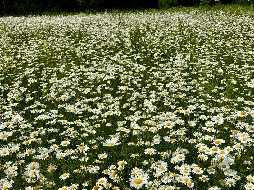 Фото: пресс-служба администрации Можайского м.о.