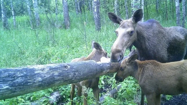 Фото: Министерство экологии и природопользования Московской области
