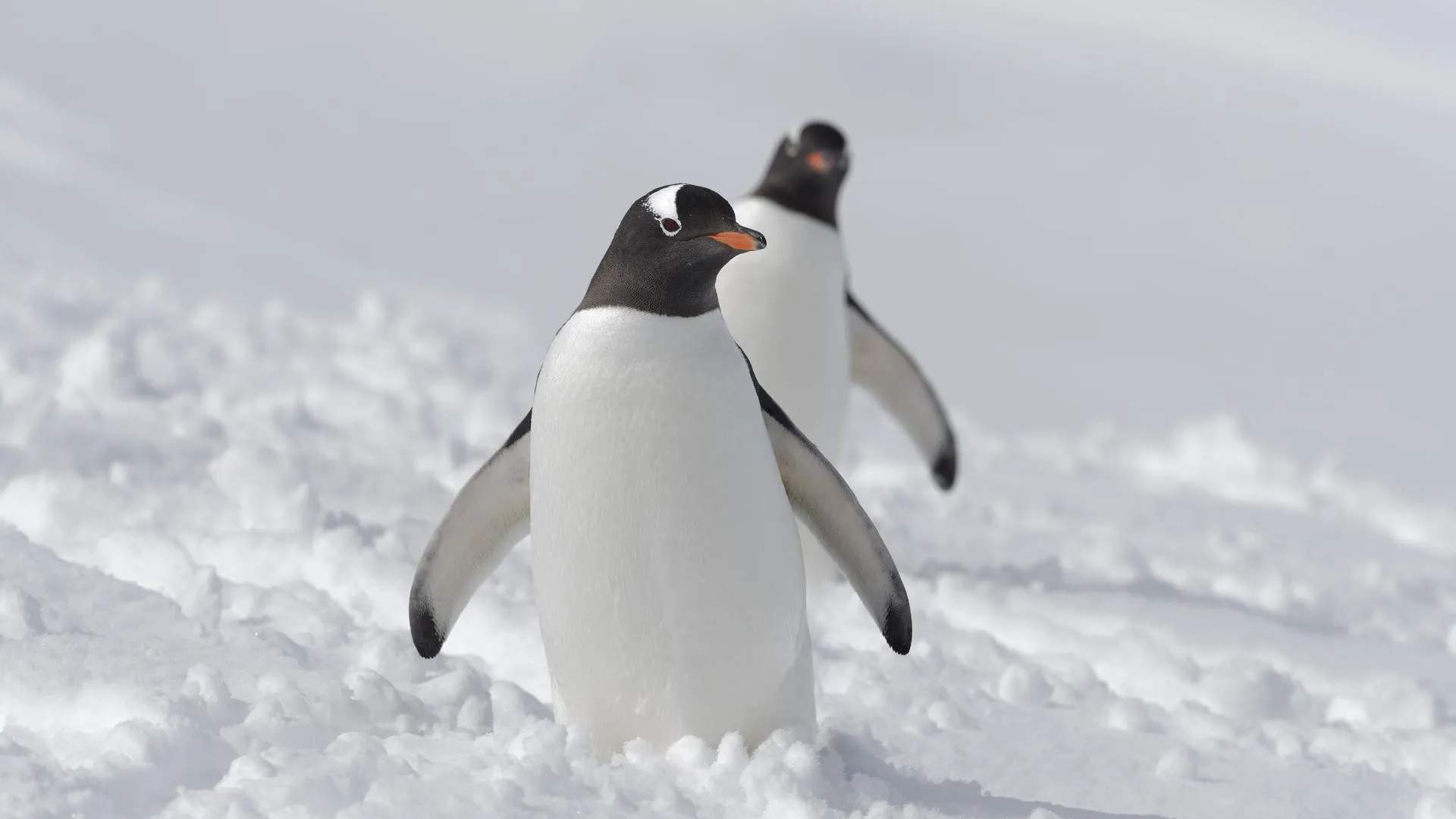 Andreas Alexander/http://imagebroker.com/#/search/