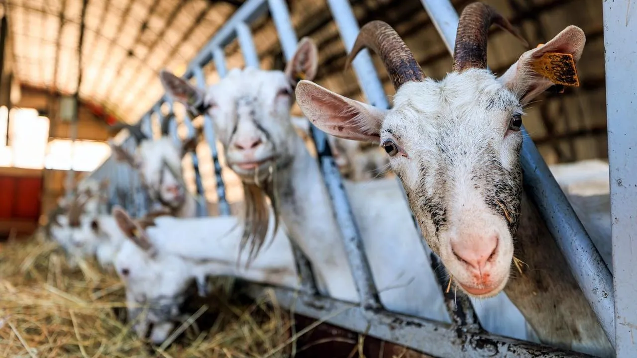 медиасток.рф