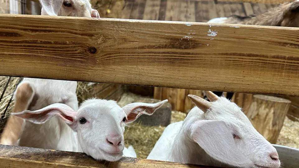 Фото: пресс-служба Министерства сельского хозяйства и продовольствия Московской области