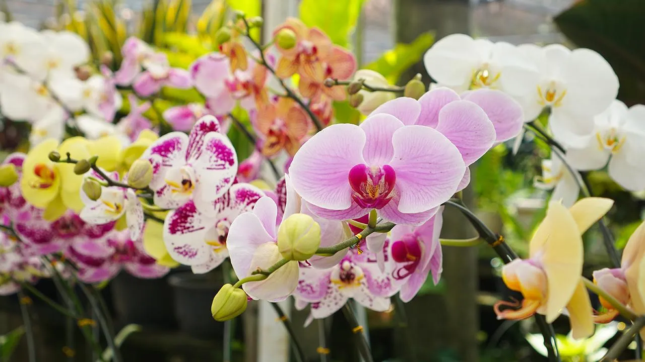 istockphoto.com/Agung Putu Surya Purna Kristyawan