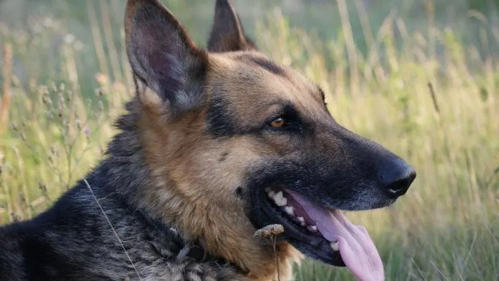 Фото: pxhere.com