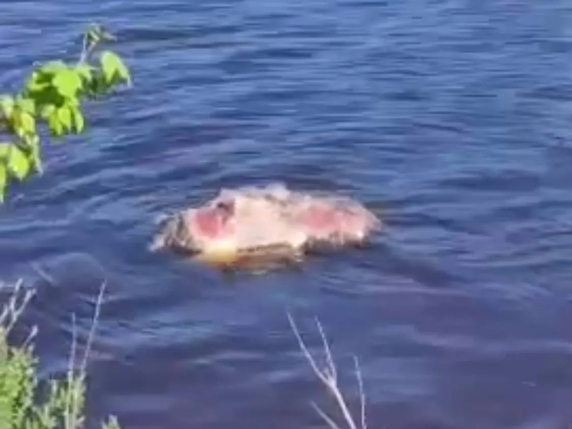 Фото:&nbsp;https://t.me/Life_dmitrov