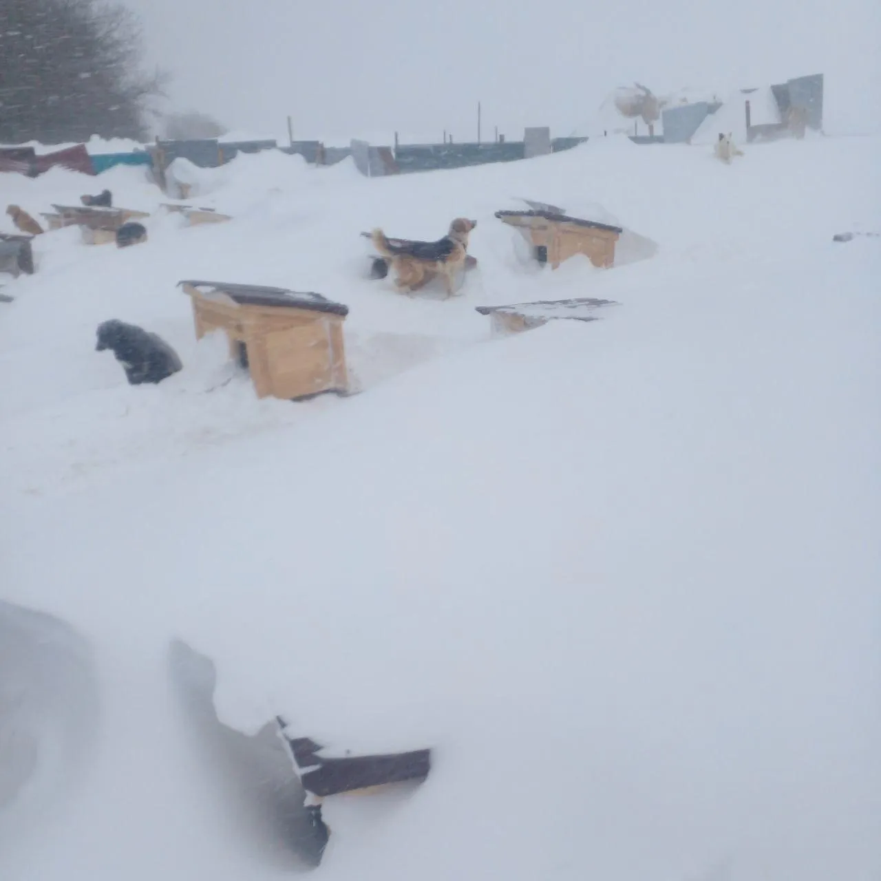 Приют для собак «Сердце странника»