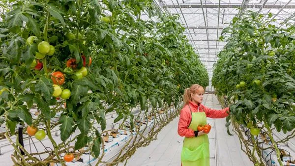 Аграрии Подмосковья и Таджикистана договорились о сотрудничестве