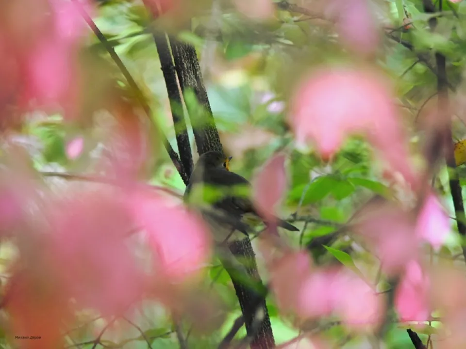Фото: vk.com/Михаил Деров