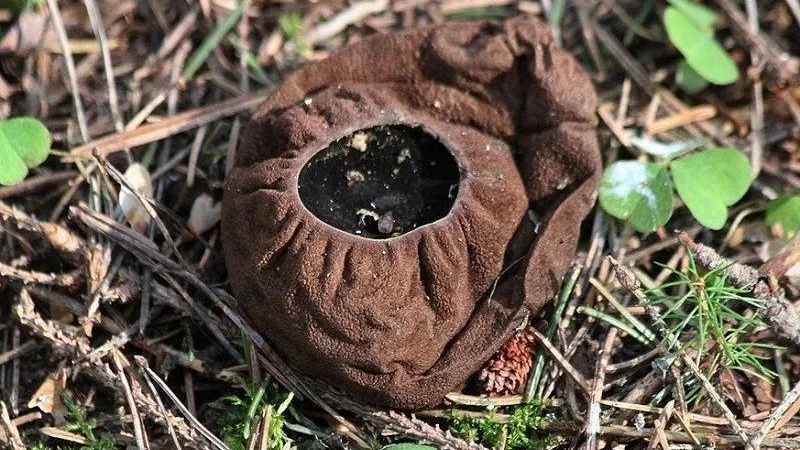 Минэкологии МО