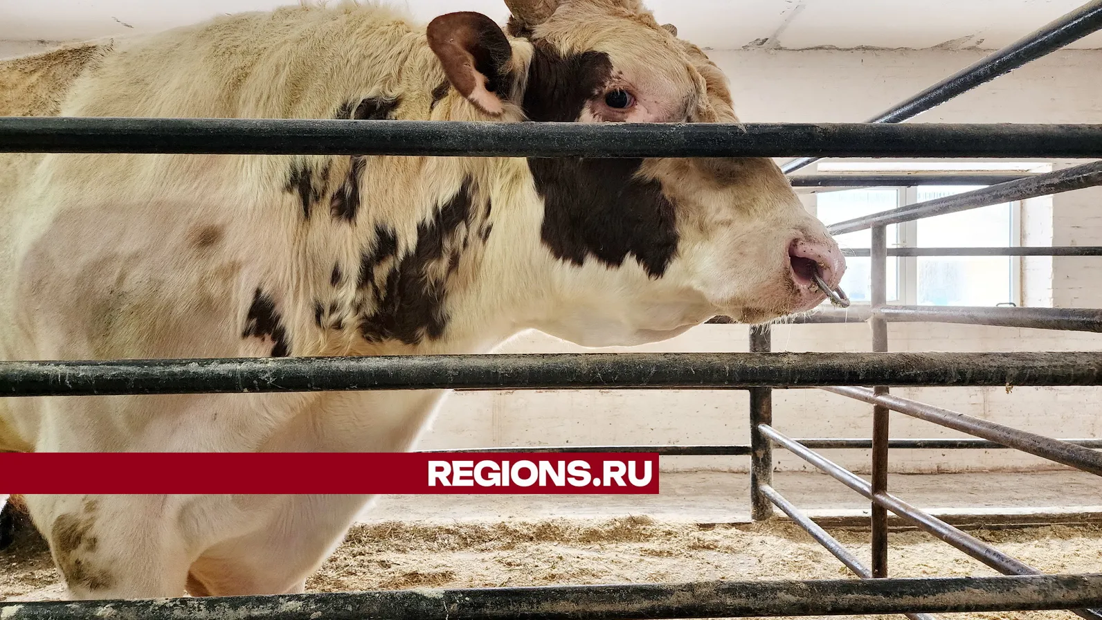 Фото и текст: Ксения Пашуто