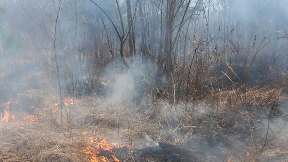 Фото: Комитет лесного хозяйства МО