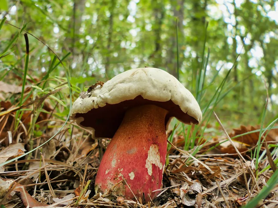 Фото: istockphoto.com/PlazacCameraman