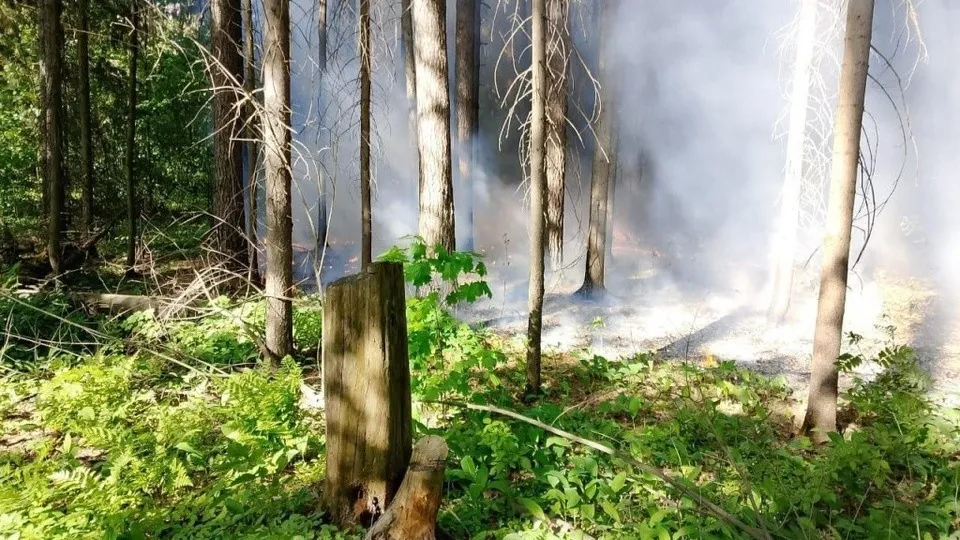 Фото: Комитет лесного хозяйства Московской области