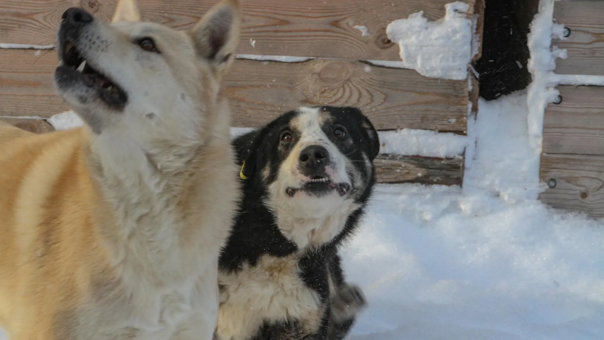 Фото: Сергей Коршунов