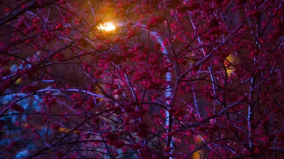 Фото: Пресс-служба министерства благоустройства Московской области