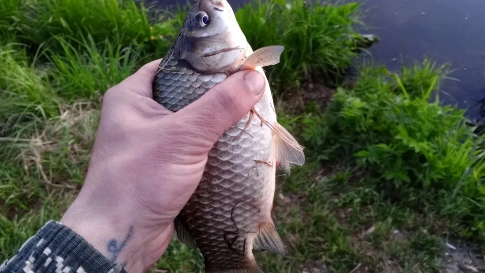 Фото: vk.com/Рыбалка во Фрязино, Щелково и окрестностях