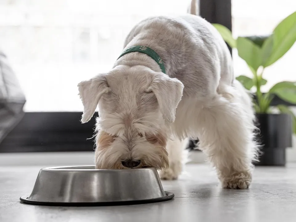 Мясо, ряба, яйца: чем кормить питомцев осенью, чтобы они не болели