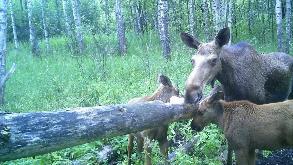 Фото: Комлесхоз Московской области