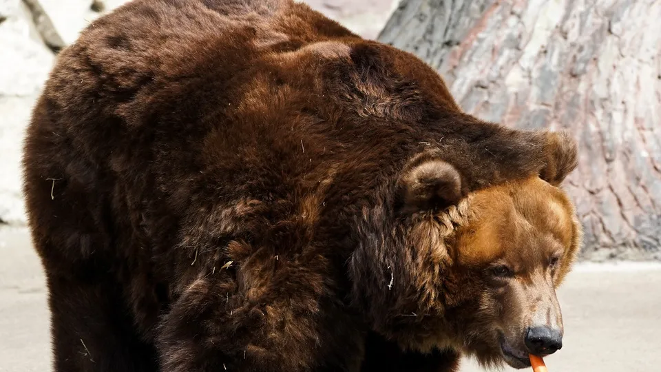 Фото: медиасток.рф