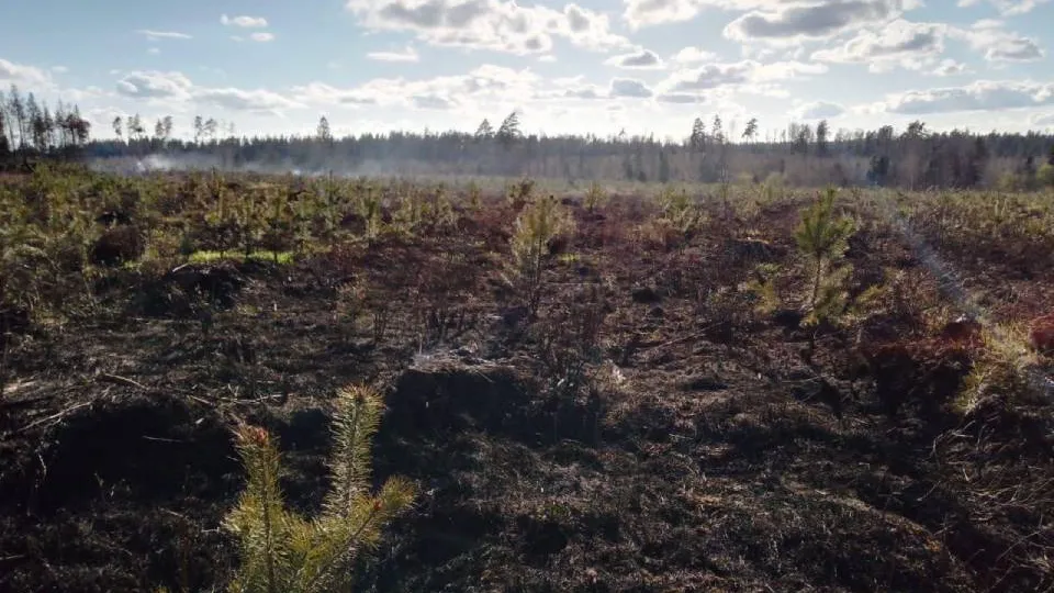 Фото: Комитет лесного хозяйства Московской области