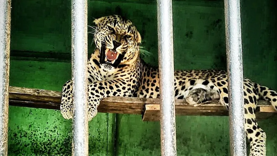 Фото: t.me/lions_moscow