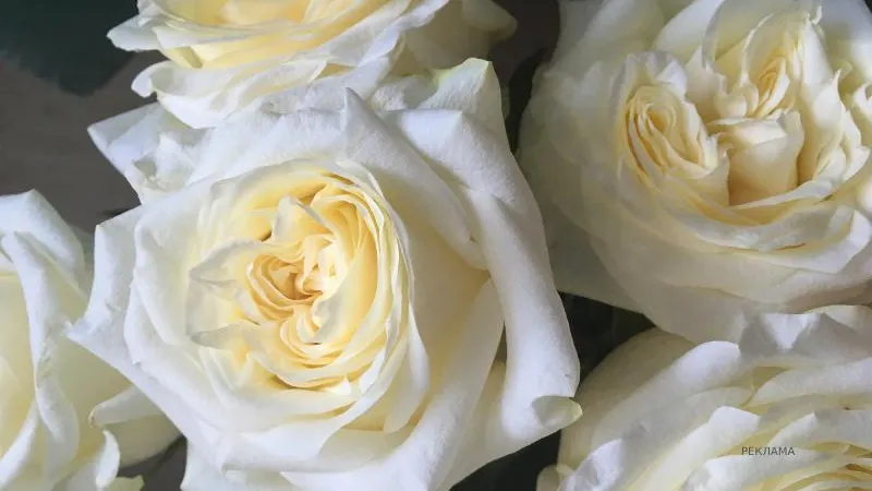 Фото avtorskie-bukety.ru