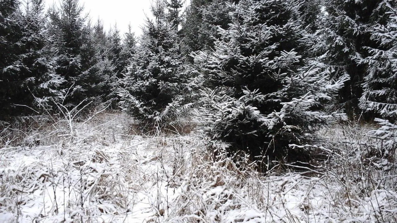 Комитет лесного хозяйства Московской области