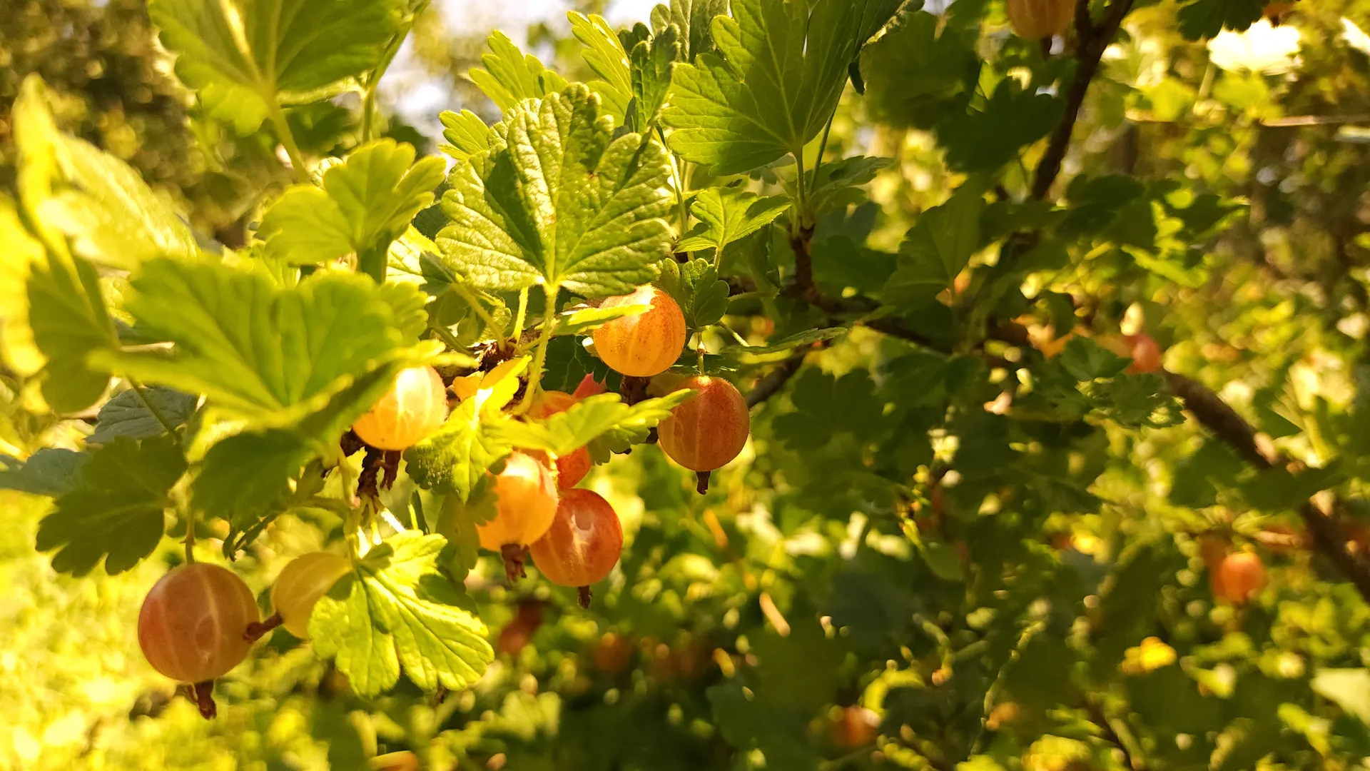 Фото: МедиаБанк Подмосковья/Ксения Пашуто